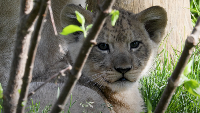 Meet Lincoln Park Zoo’s first New Lion Cub in 20 years
