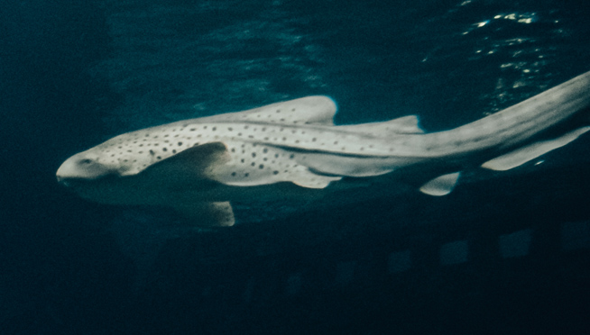 Shedd Aquarium Zebra Shark gives virgin birth to pups in time for Christmas