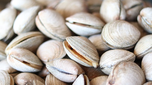 ‘Aber-clam Lincoln’ is a Clam that was found in Florida and determined to be as Old as Abraham Lincoln