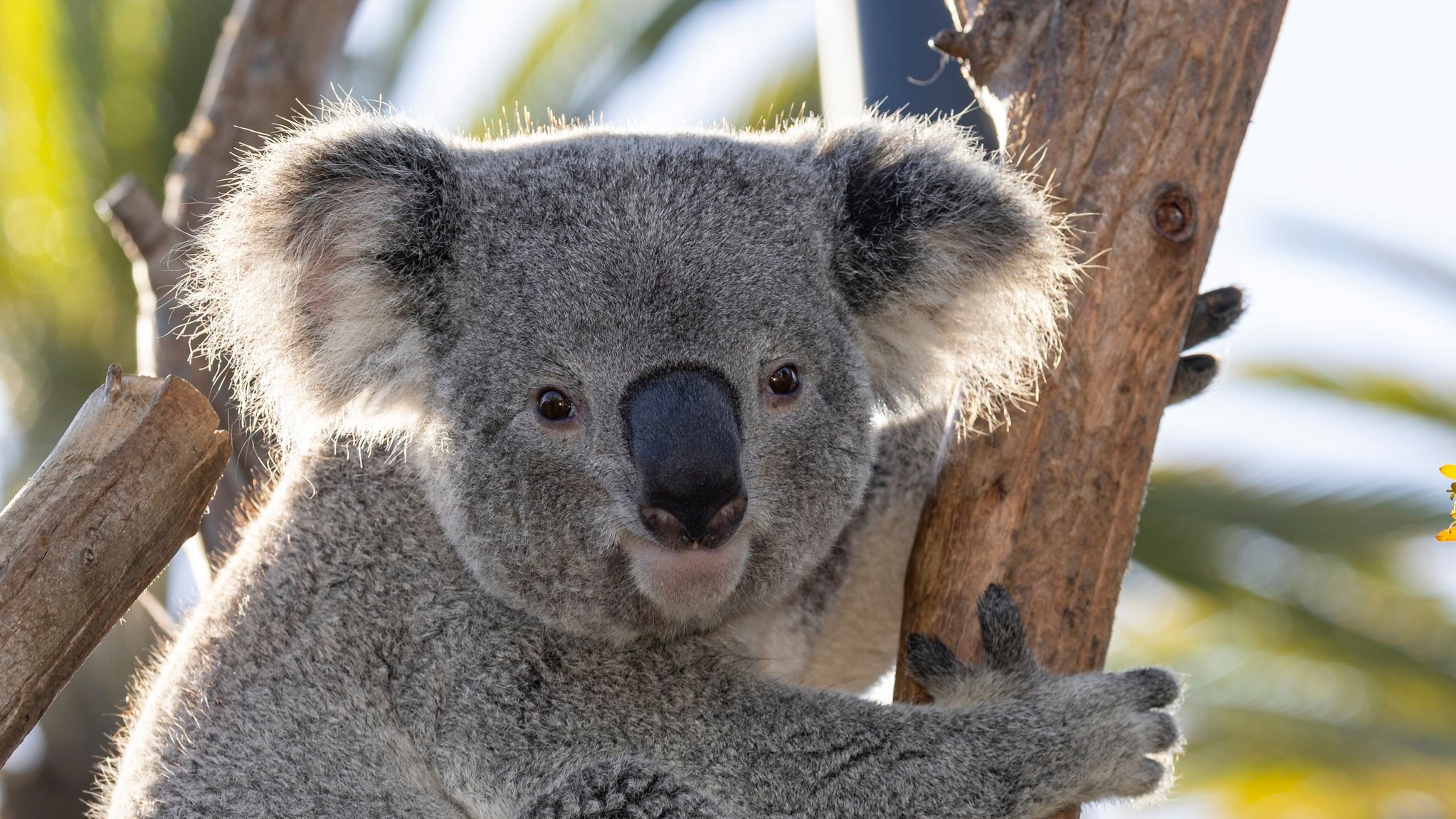 Brookfield Zoo to debut koalas for the first time in it’s 90-year history