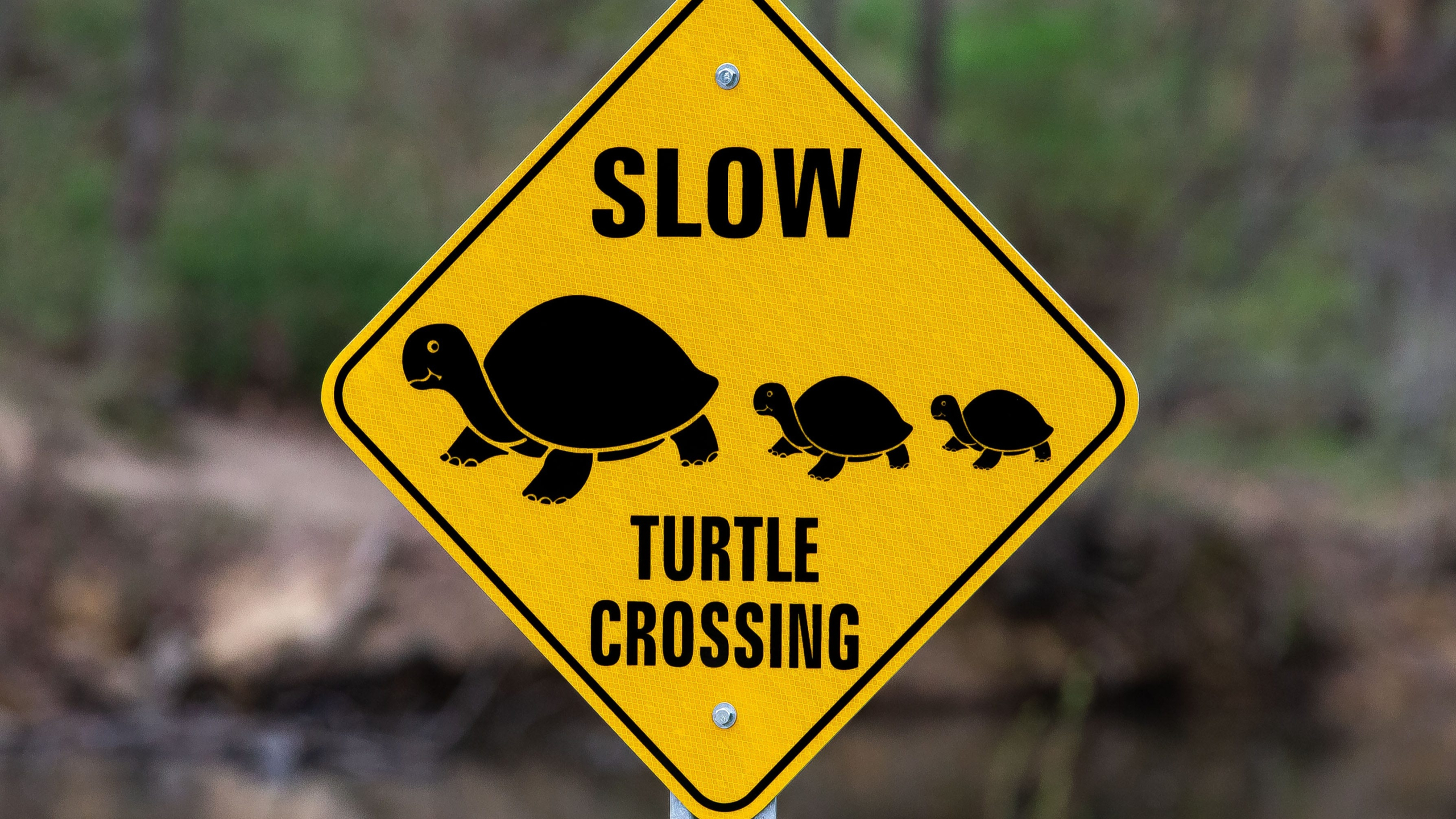 Kane County community pools money to install turtle crossing signs