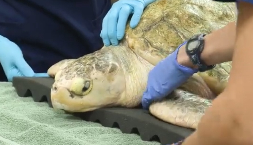 Volunteer pilots help rescue sea turtles, deliver ‘Pistachio’ the turtle to Brookfield Zoo Chicago