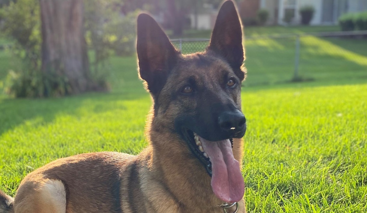 TSA announces winner for the 2024 Cutest Canine contest, O’Hare K-9 Badger ends as finalist