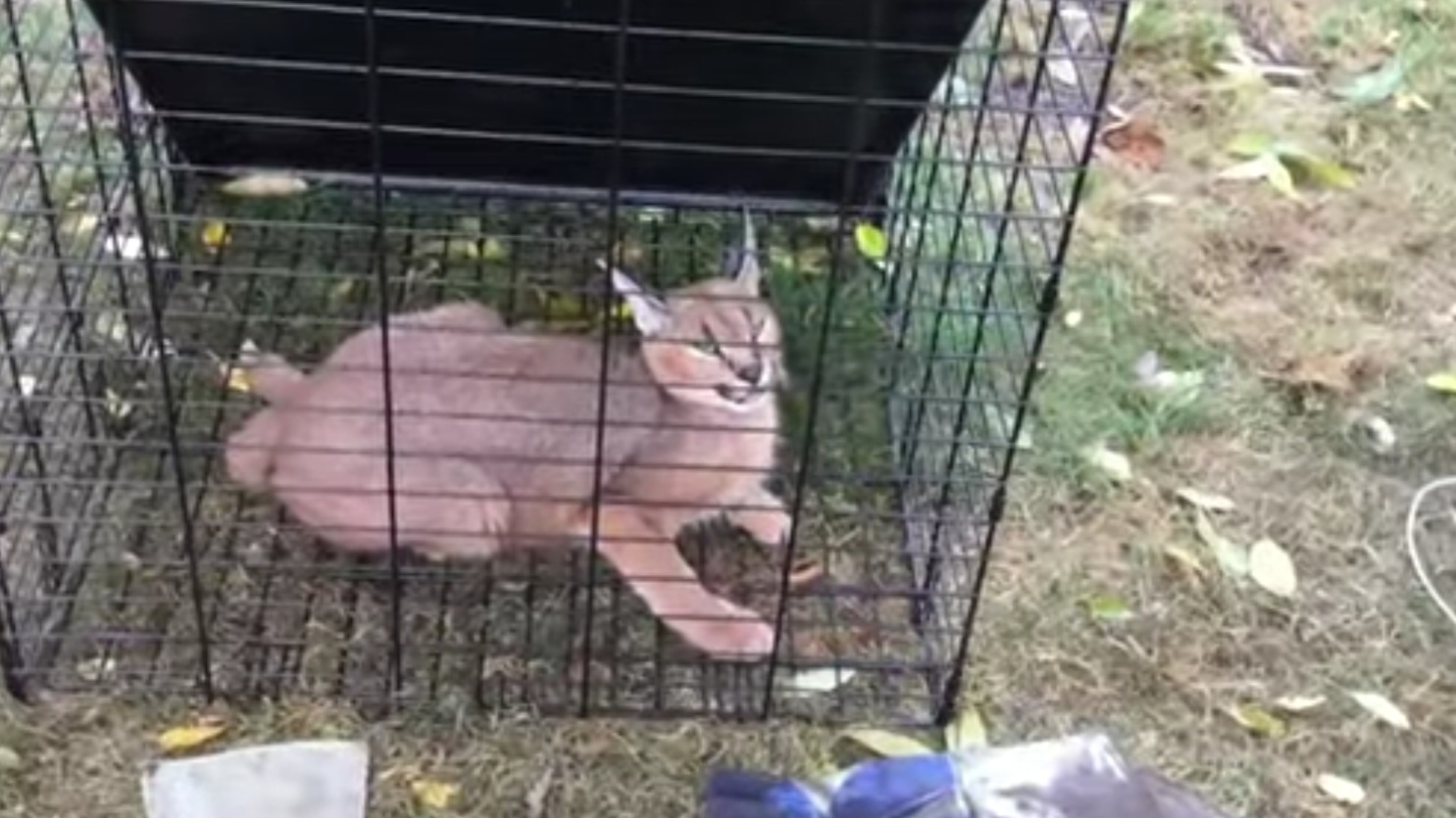 Endangered caracal wild cat spotted roaming in Chicago’s northwest suburbs has been captured