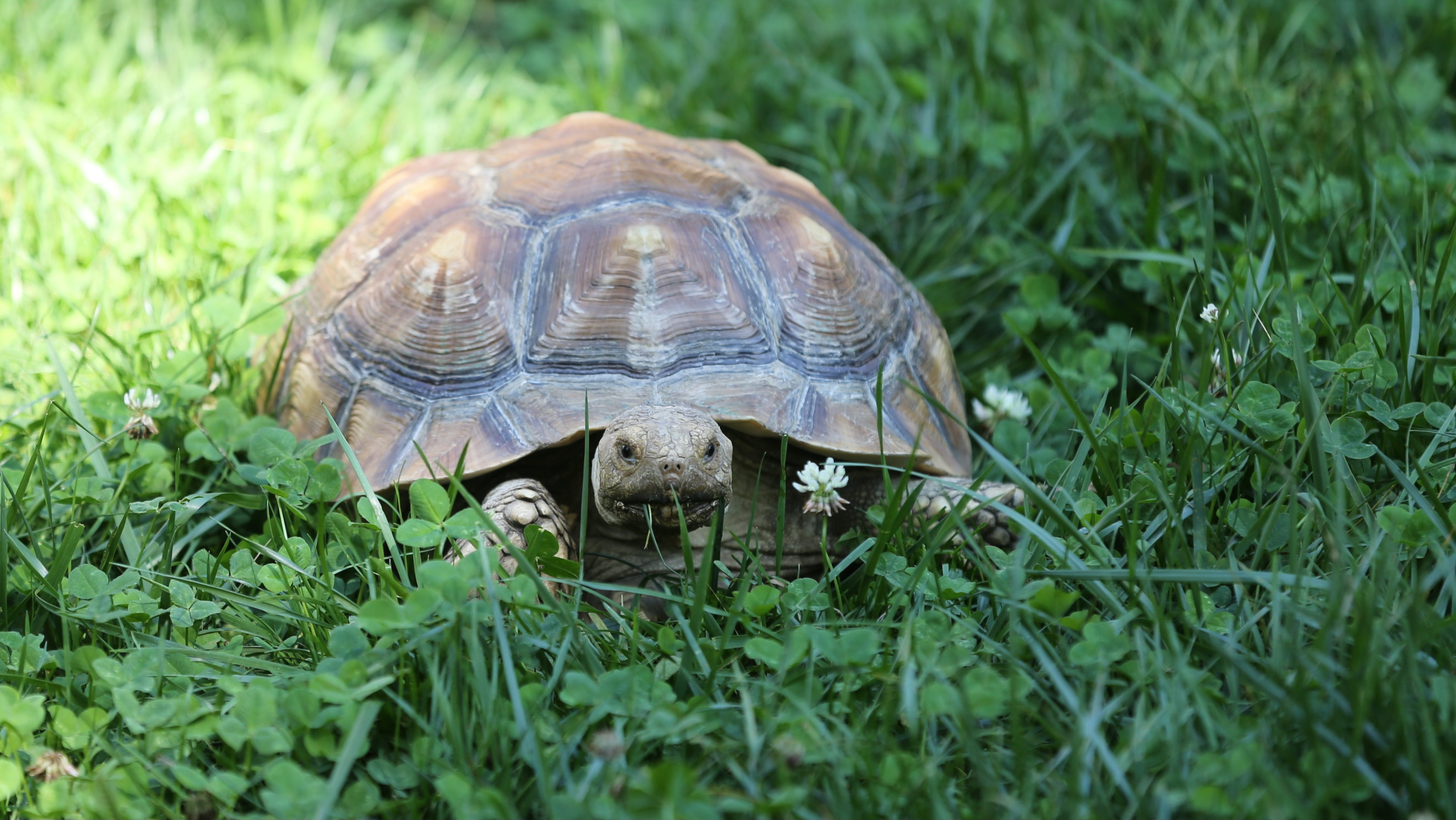 Tortoise escapes home in Arlington Heights for 2nd time