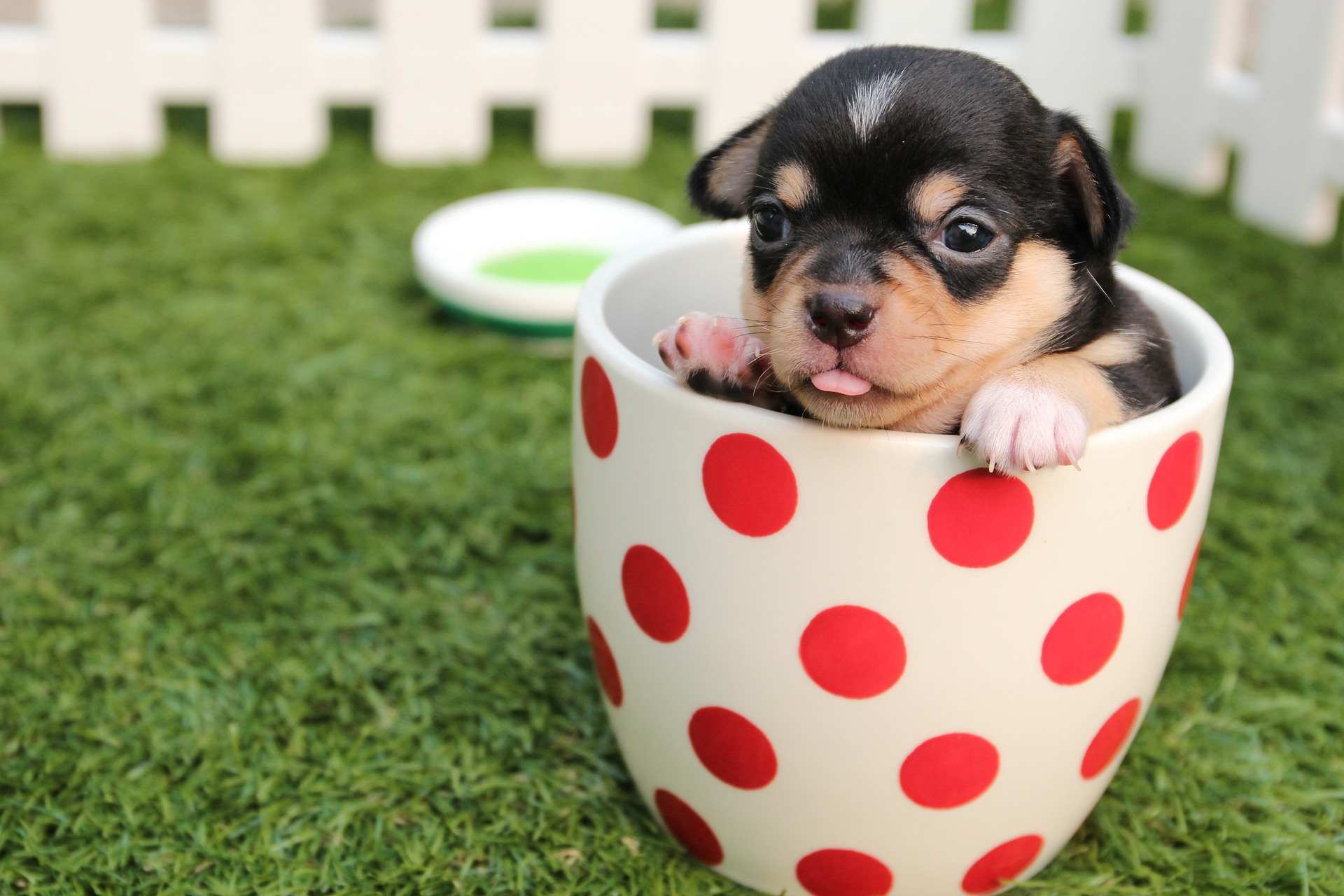 These Cute Dog Photos Will Get You Through the Week