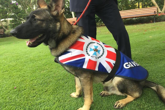 Puppy Gets Fired From Police Academy