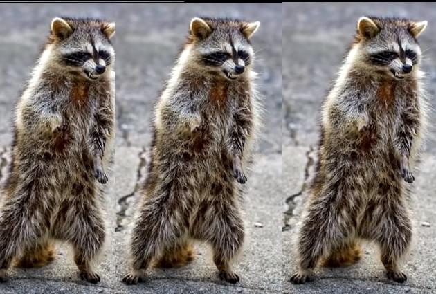 Beware Of Zombie Raccoons That Could Infect Your Dog [VIDEO]