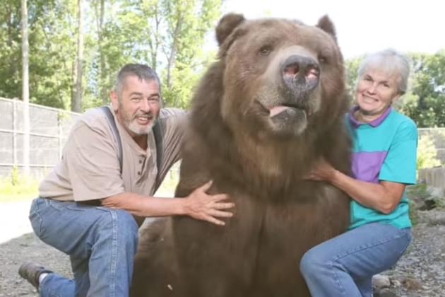 WTF News: Three Bears Break In To Eat Our Guilty Pleasure