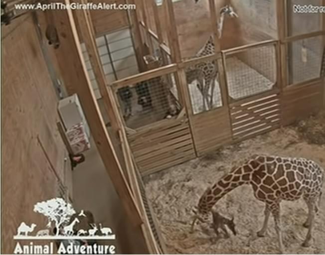 April The Giraffe Gave Birth Live On Video Again