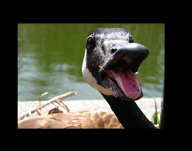 It Is Time To Beware Of Rotten Geese Again