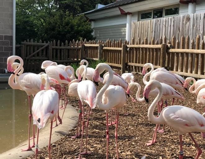 Jay Tetzloff of the Miller Park Zoo fills us in on the Flamingo