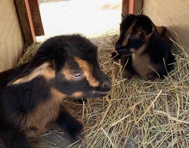 See The New Baby San Clemente Goats At The Miller Park Zoo