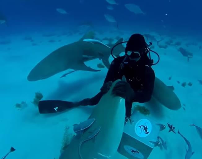 SHARK WEEK SHARK TEST: Can Sharks Smell a Drop of Blood