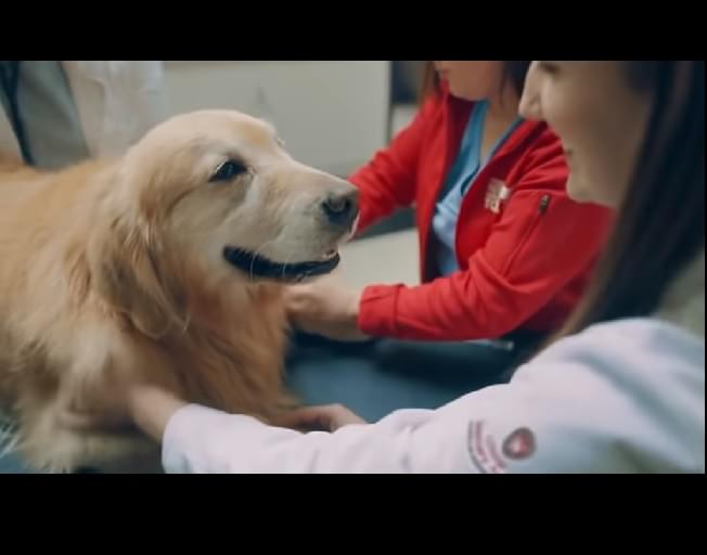 This Dog Owner Bought A $6 Million Dollar Superbowl Ad To Thank His Vet