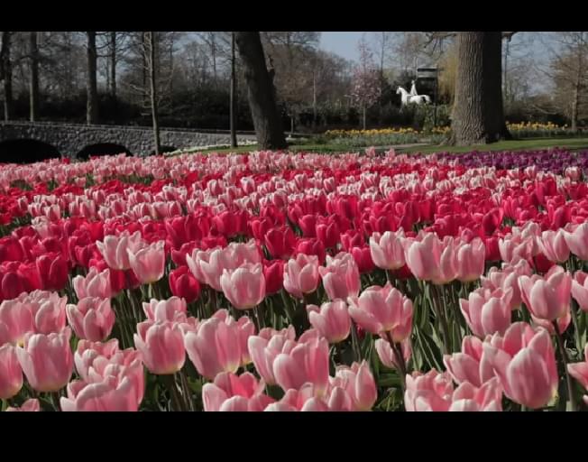 Here Is A Virtual Tour Of The Currently Closed Tulip Gardens Of Amsterdam