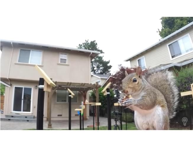 Squirrels Have To Beat A Ninja Warrior Like Course Thanks To This NASA Engineer
