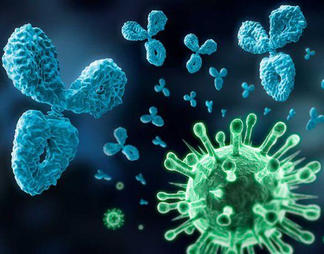 Men ‘Make More Coronavirus Antibodies’ Than Women