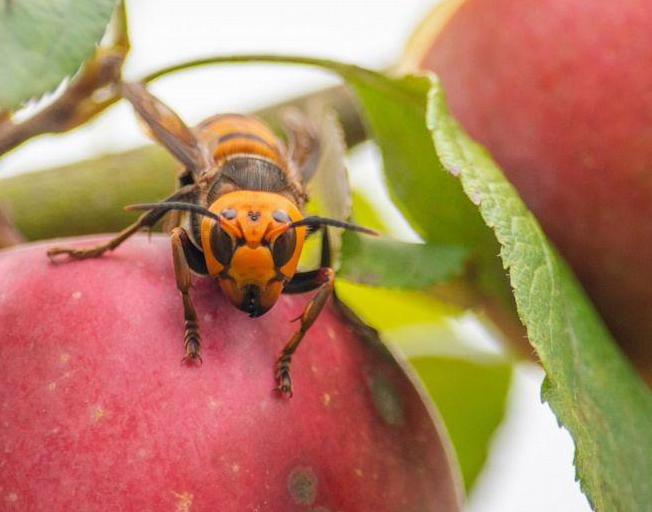 First ‘Murder Hornet’ Nest Found In Washington State