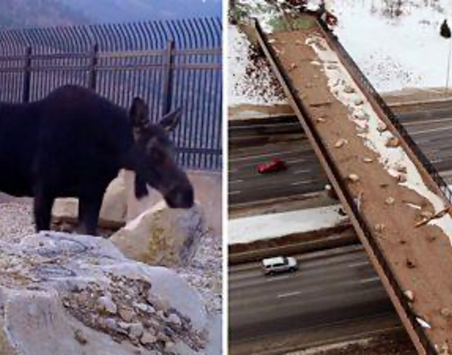 Utah’s First Wildlife Bridge Is A Hit-And They Have Video To Prove It