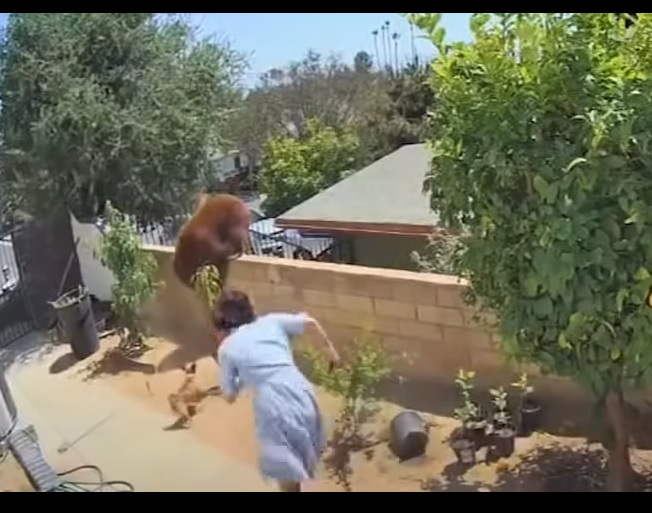 Watch This Teenager Save Her Dog From A Mad Mama Bear