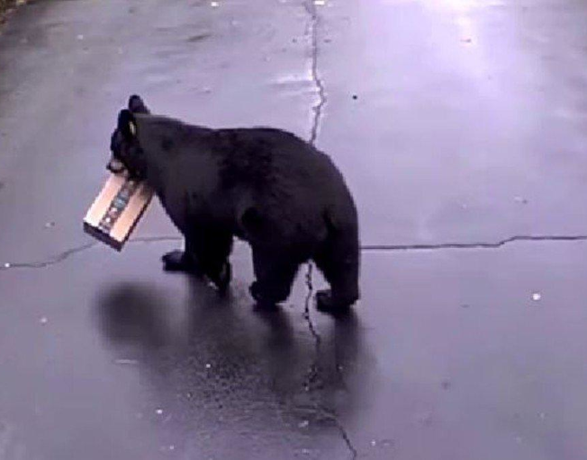 Bear Makes Off With Amazon Package from Connecticut Porch