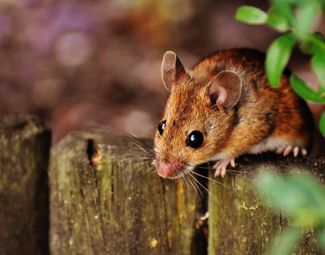 Pest Control Company Orkin Releases List of ‘Rattiest Cities’