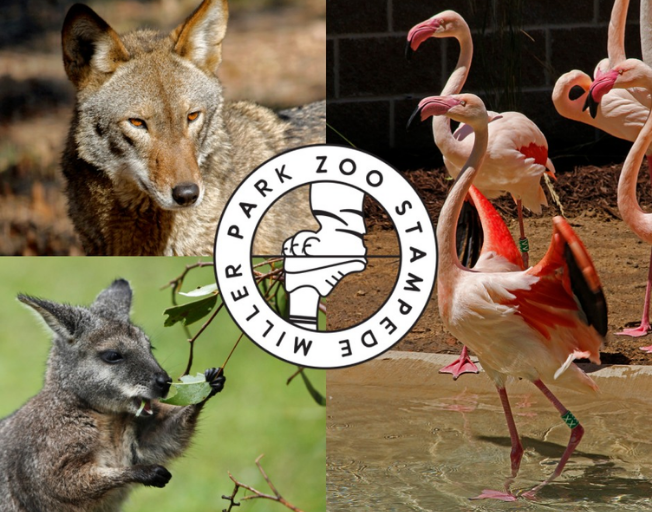 Lead the Pack in 2024 at the Miller Park Zoo Stampede