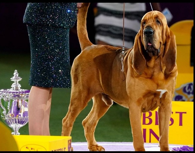 A Bloodhound Won The Westminster Show