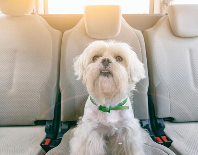  The AKC Offers Holiday Travel Tips For Taking Your Dog On The Road