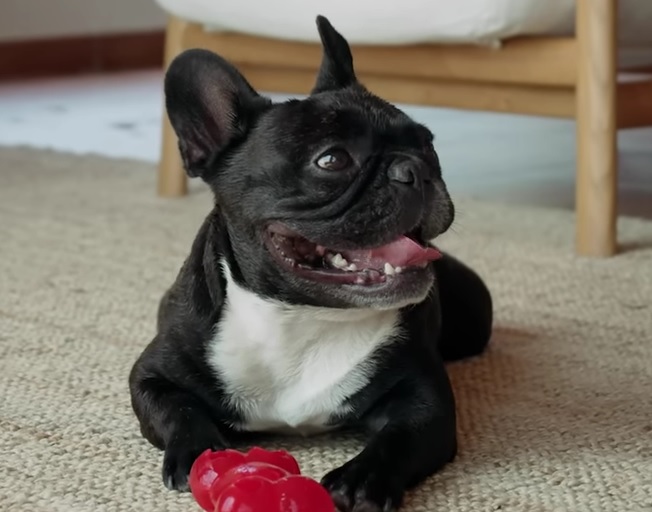 French Bulldog Now The Top Dog Breed In The U.S.