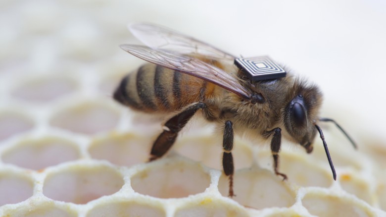 Honey bees with ‘backpacks’