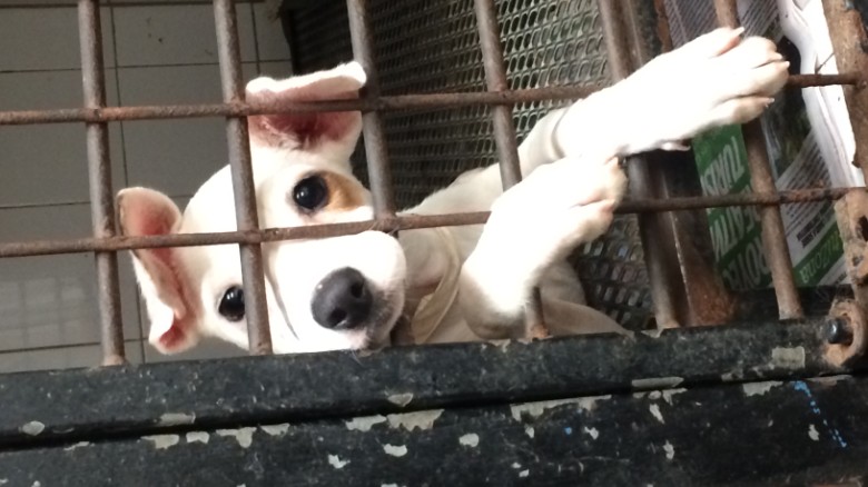 Saving pups from ‘Dead Dog Beach’