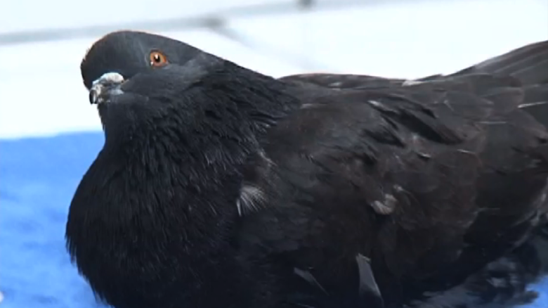 Pigeon caught flying drug into prison