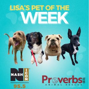 Lisa’s Pet Of The Week