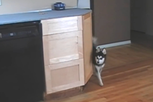 Genius Dog Finds Way to Get Treats on Counter [VIRAL VIDEO]