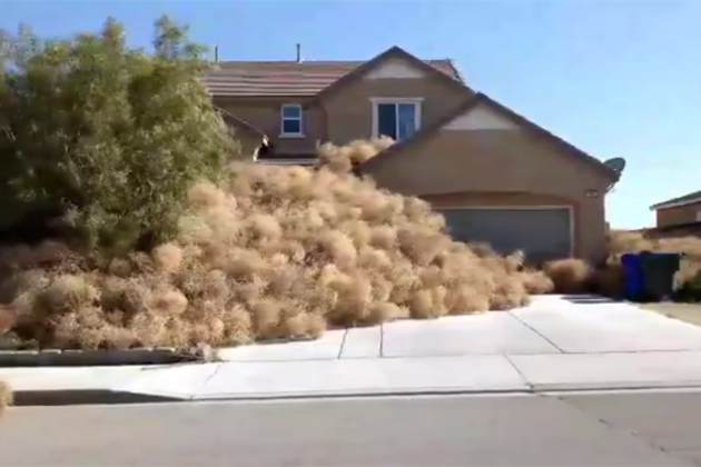 Southern California Town Invaded by Tumbleweeds! [VIDEO]