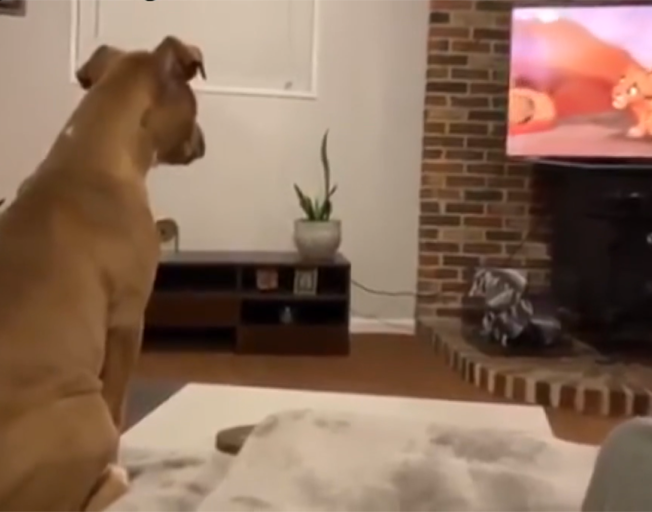 Dog Gets Emotional Watching ‘The Lion King’ [VIDEO]