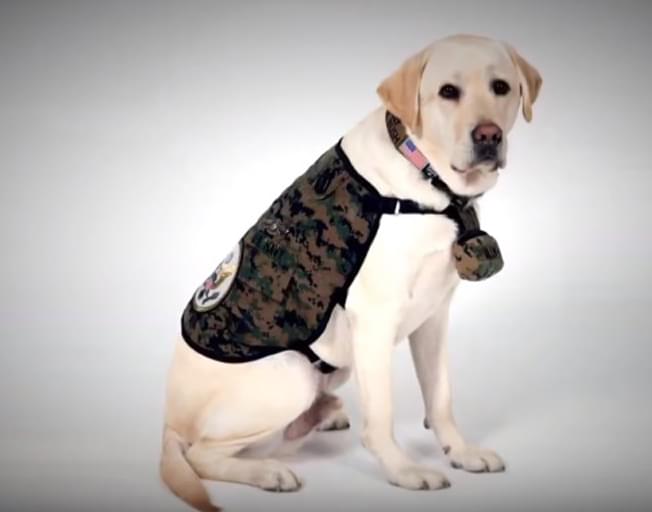Sully, George H.W. Bush’s Beloved Service Dog, Gets a New Job [VIDEO]