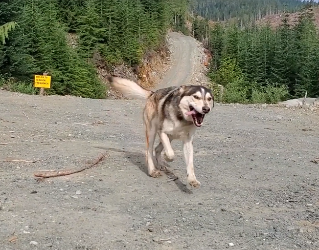Dog Lost in Wilderness for 8 Days Found Using Bacon! [VIDEO]