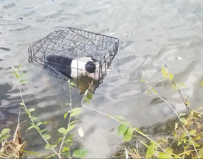 Dog trapped in a cage in a lake
