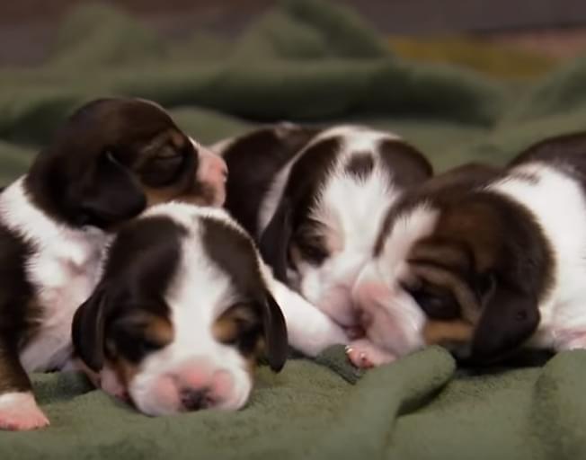 Animal Planet’s Puppy Marathon Is Here To Brighten Your Mood