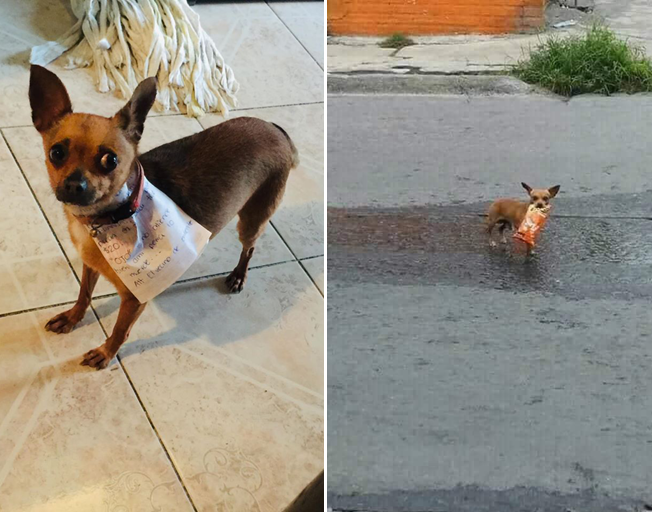 Self-Isolating Man Sends His Dog Out For Cheetos