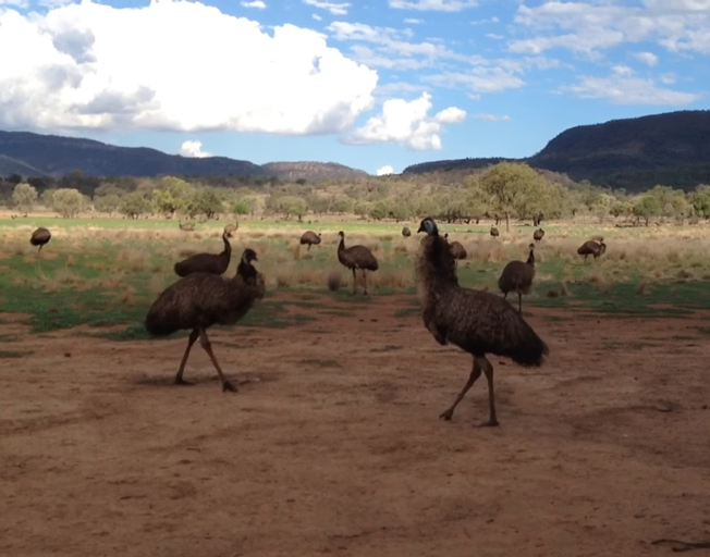 Australian Pub: No Emus Allowed!