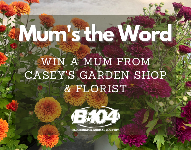Win a Mum from Casey’s Garden Shop