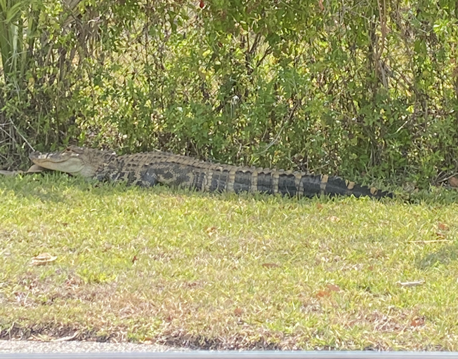 Florida Gator Chases People Through Wendy’s Parking Lot