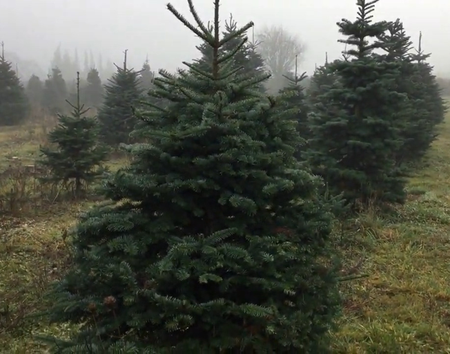 Expect to Pay More for Christmas Trees, Experts Say