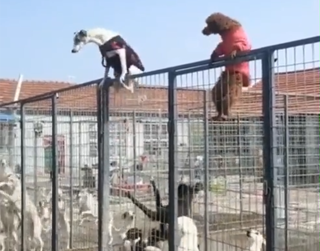 Two dogs climbing a fence at a doggy daycare