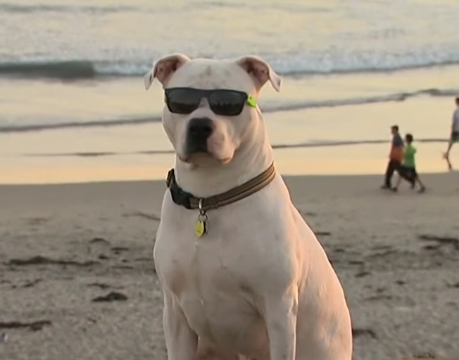 A dog in sunglasses at the beach