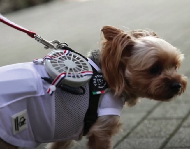 Wearable Fans For Your Pets? [VIDEO]